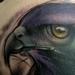 Tattoos - Watercolo Hawk - 97935